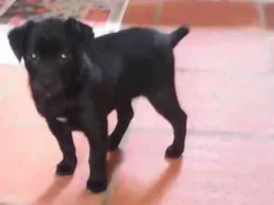 Cachorro raça SRD idade Abaixo de 2 meses nome Preta