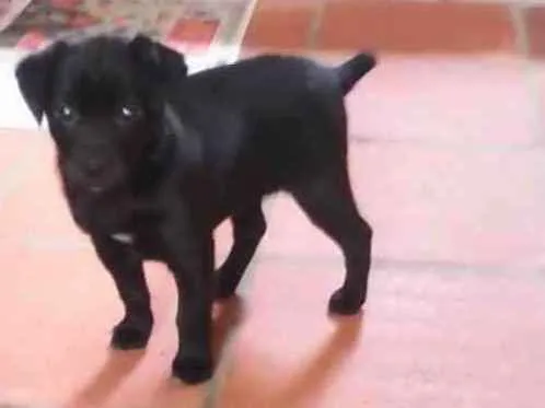 Cachorro ra a SRD idade Abaixo de 2 meses nome Preta