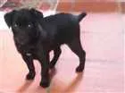Cachorro raça SRD idade Abaixo de 2 meses nome Preta