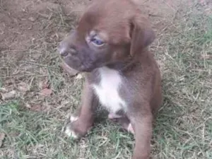 Cachorro raça Vira lata -labrador idade Abaixo de 2 meses nome Nutela