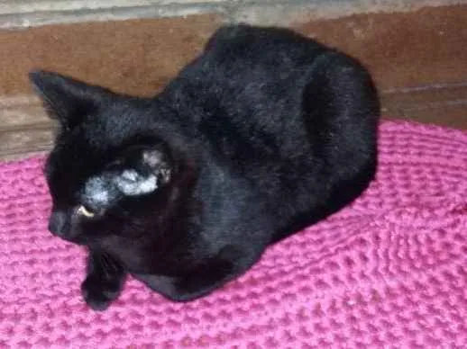 Gato raça SRD idade 2 a 6 meses nome Minuit