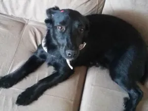 Cachorro raça  idade 2 anos nome Lili 