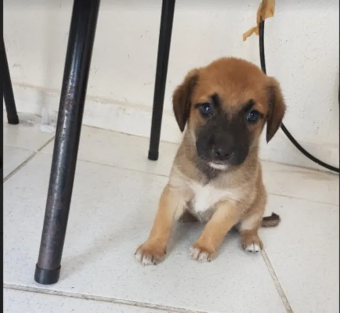 Cachorro ra a vira-lata idade Abaixo de 2 meses nome sem nome