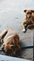 Pig e Pepa