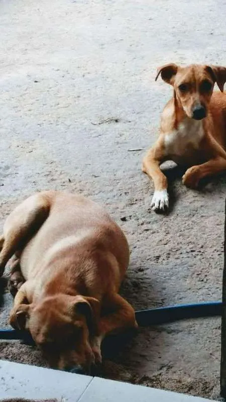 Cachorro ra a SRD idade 1 ano nome Pig e Pepa