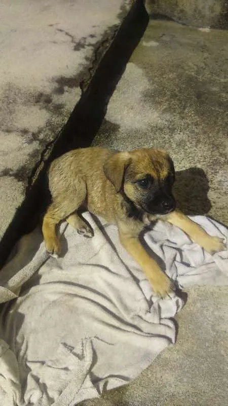 Cachorro raça Vira lata idade 2 a 6 meses nome Fiona