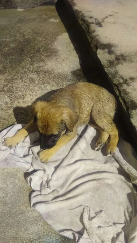 Cachorro raça Vira lata idade 2 a 6 meses nome Fiona