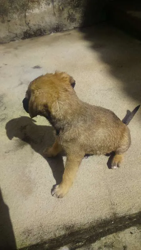 Cachorro raça Vira lata idade 2 a 6 meses nome Fiona