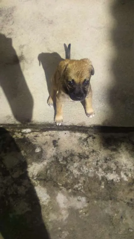 Cachorro raça Vira lata idade 2 a 6 meses nome Fiona