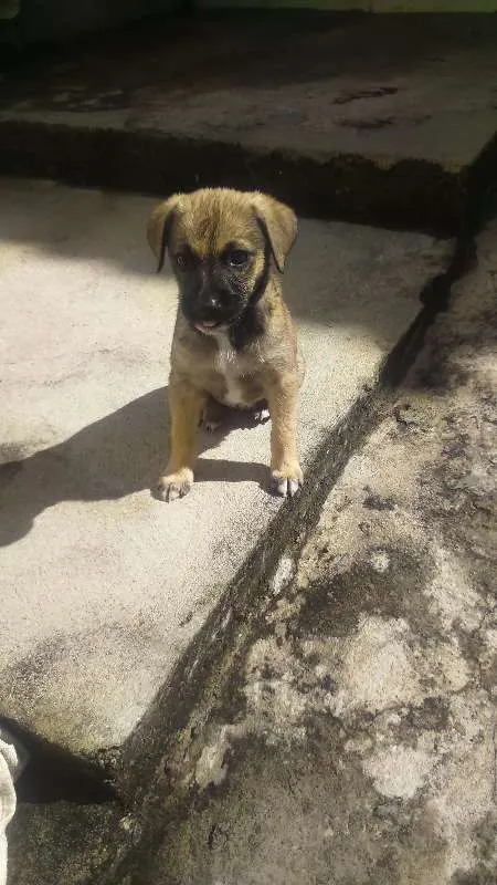 Cachorro raça Vira lata idade 2 a 6 meses nome Fiona