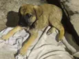 Fiona