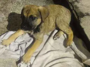 Cachorro raça Vira lata idade 2 a 6 meses nome Fiona