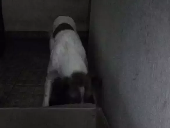 Cachorro ra a Não  sei idade 1 ano nome Menina