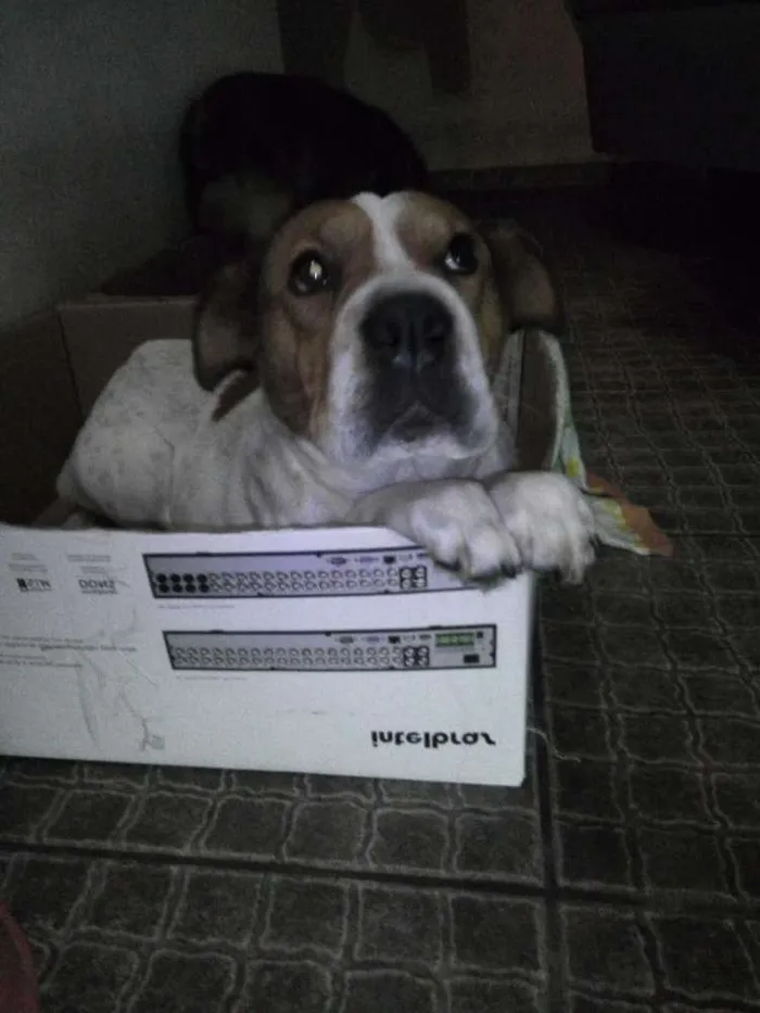 Cachorro ra a Não  sei idade 1 ano nome Menina
