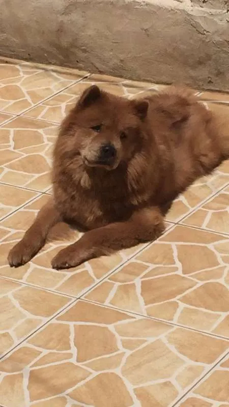 Cachorro ra a Chow Chow idade 3 anos nome Lola