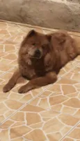 Lola