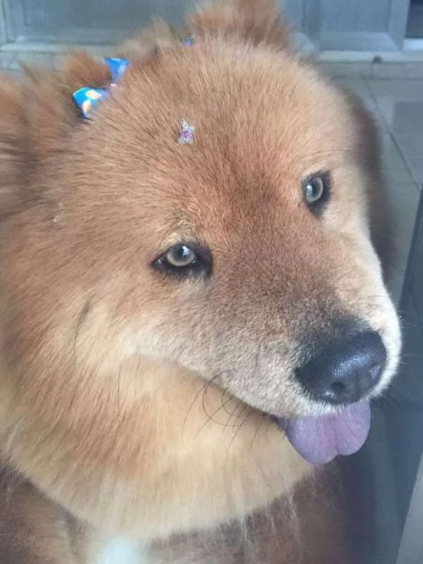 Cachorro ra a Chow Chow idade 3 anos nome Lola