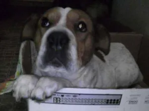 Cachorro raça Não  sei idade 1 ano nome Menina