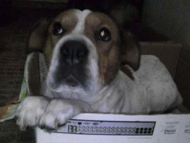 Cachorro ra a Não  sei idade 1 ano nome Menina