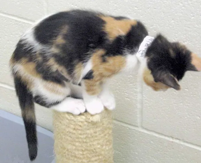 Gato raça Vira lata idade 7 a 11 meses nome KatlYn