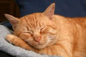 Gato raça Vira Lata idade 7 a 11 meses nome Febre amarela
