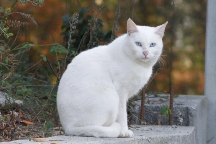 Gato raça Desconhecida idade 7 a 11 meses nome Trovão