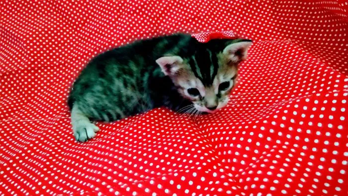 Gato raça Não tem idade Abaixo de 2 meses nome Ainda não tem
