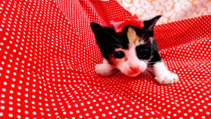 Gato raça Sem raça idade Abaixo de 2 meses nome Sem nome ainda
