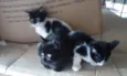 Maggie, Vaquinha e L