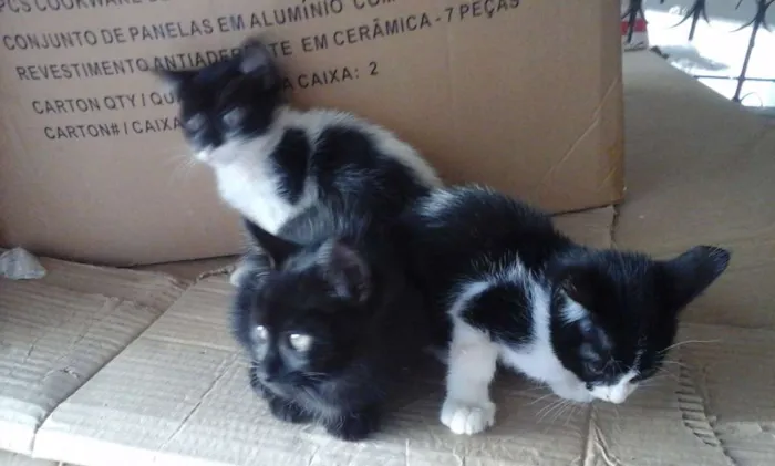 Gato raça  idade Abaixo de 2 meses nome Maggie, Vaquinha e L