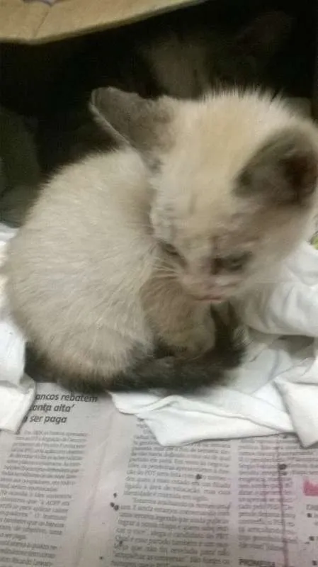 Gato ra a  idade Abaixo de 2 meses nome abandonados