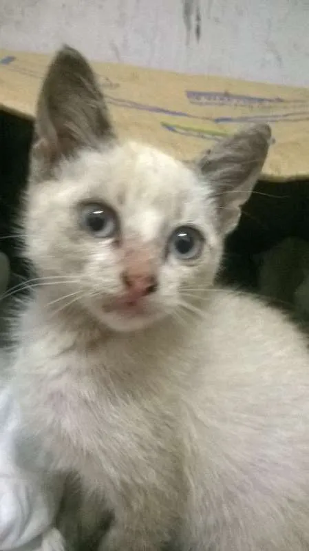 Gato ra a  idade Abaixo de 2 meses nome abandonados