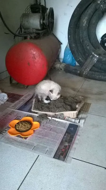 Gato ra a  idade Abaixo de 2 meses nome abandonados