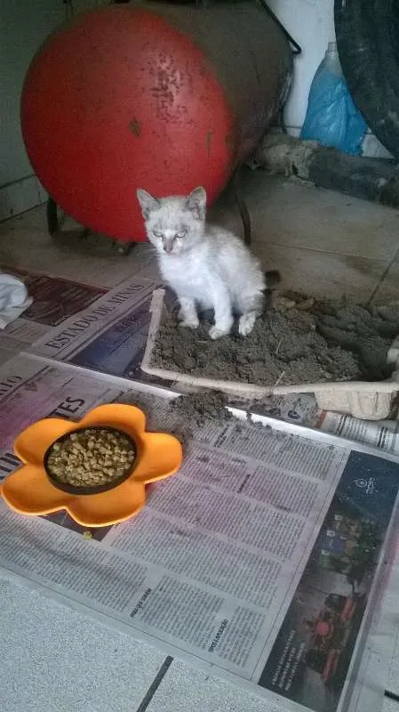 Gato ra a  idade Abaixo de 2 meses nome abandonados