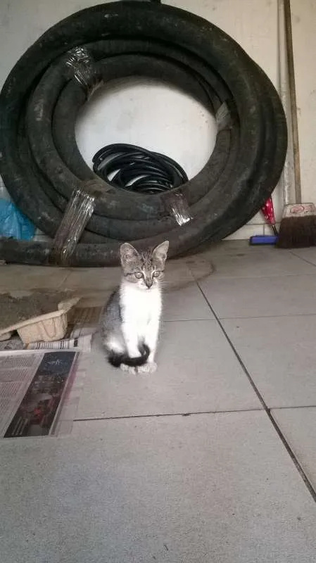 Gato ra a  idade Abaixo de 2 meses nome abandonados