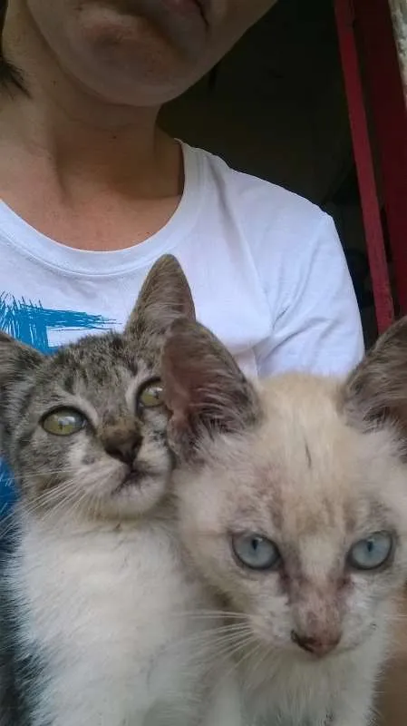 Gato ra a  idade Abaixo de 2 meses nome abandonados