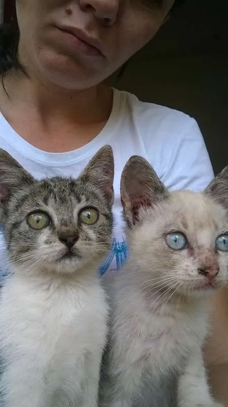 Gato ra a  idade Abaixo de 2 meses nome abandonados