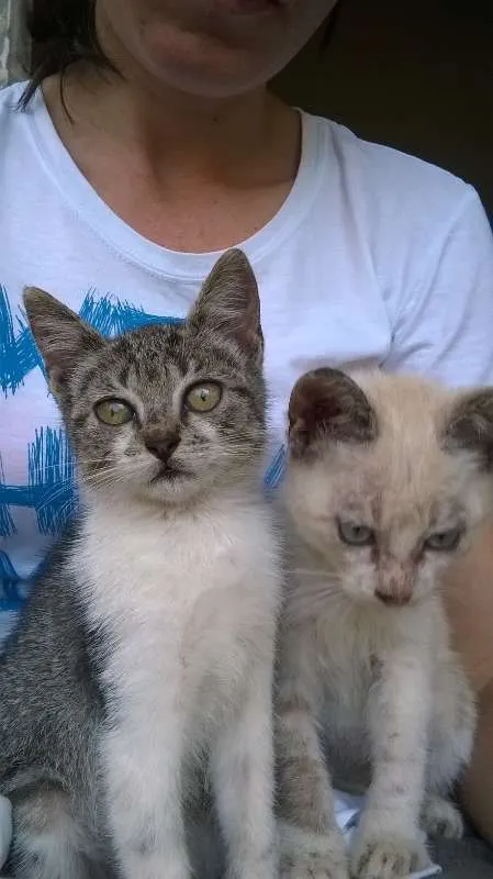 Gato ra a  idade Abaixo de 2 meses nome abandonados