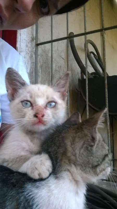 Gato ra a  idade Abaixo de 2 meses nome abandonados