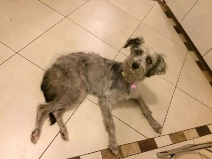 Cachorro ra a SRD idade 3 anos nome WILLY