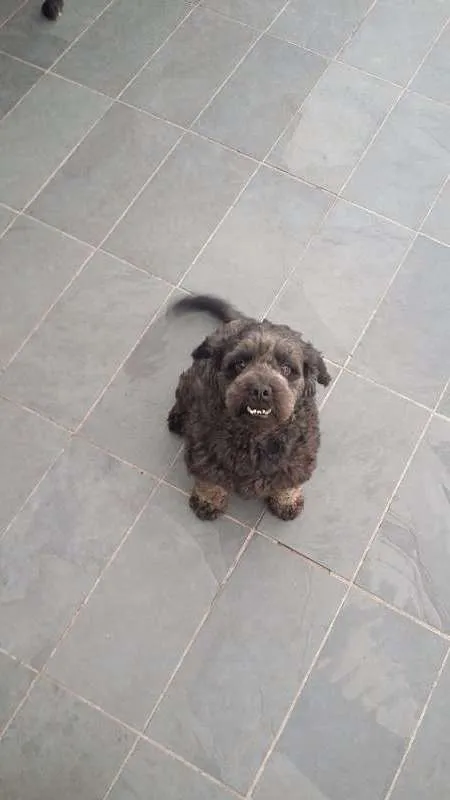 Cachorro ra a Poodle idade 5 anos nome Lord