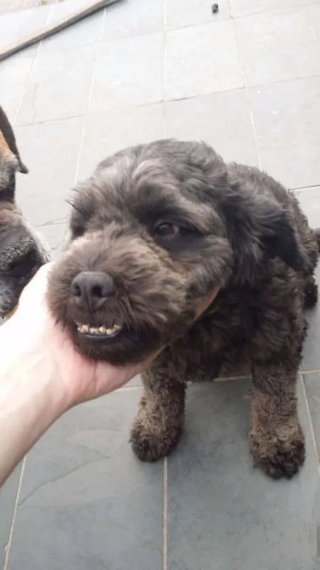 Cachorro ra a Poodle idade 5 anos nome Lord