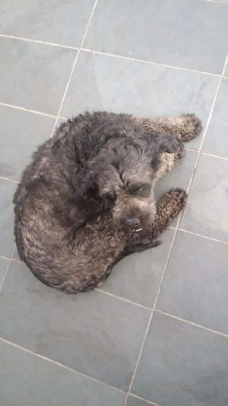 Cachorro ra a Poodle idade 5 anos nome Lord
