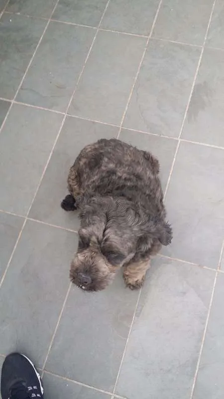 Cachorro ra a Poodle idade 5 anos nome Lord