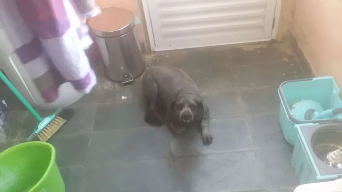 Cachorro ra a Poodle idade 5 anos nome Lord