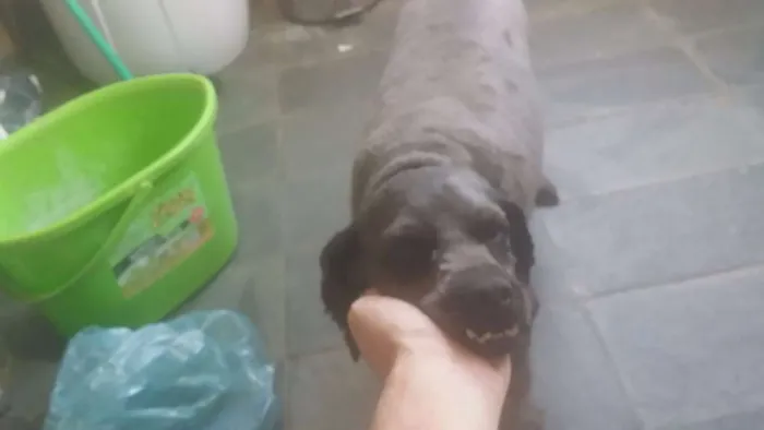 Cachorro ra a Poodle idade 5 anos nome Lord