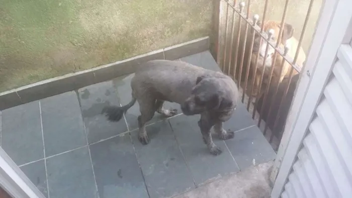 Cachorro ra a Poodle idade 5 anos nome Lord