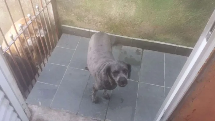 Cachorro ra a Poodle idade 5 anos nome Lord