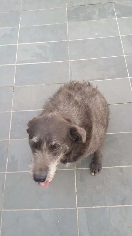 Cachorro ra a SRD idade 5 anos nome Cotoco