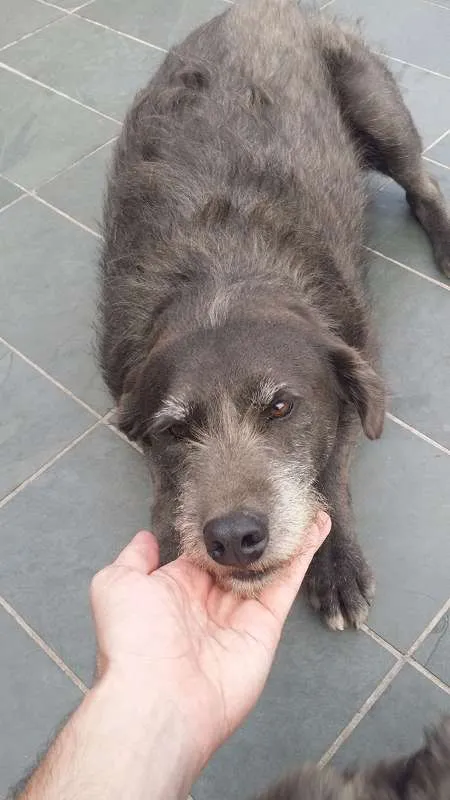 Cachorro ra a SRD idade 5 anos nome Cotoco